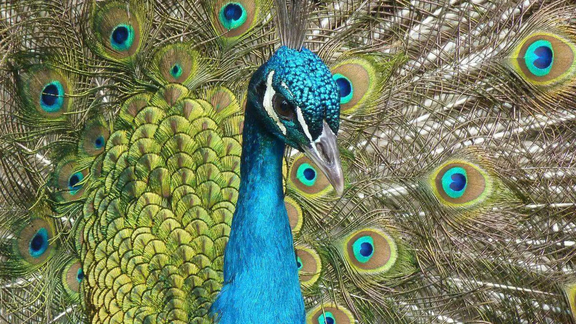 Pavo real-Aves